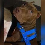 Morador de rua fica ferido após ataque de pitbulls em Corumbá