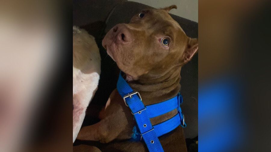Morador de rua fica ferido após ataque de pitbulls em Corumbá