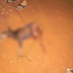 Cachorro é atacado e morto por Pitbull solto em Sidrolândia