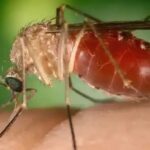 Brasil registra quase 3 mil casos de Oropouche em 2025