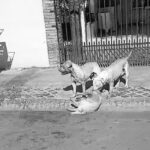Dona de cães que mataram um cachorro e deixaram outro gravemente ferido em Chapadão do Sul responderá por Omissão de Cautela