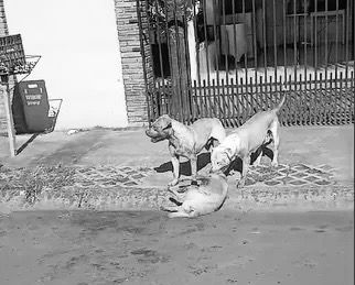 Dona de cães que mataram um cachorro e deixaram outro gravemente ferido em Chapadão do Sul responderá por Omissão de Cautela