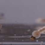 Prevenção: saiba como eliminar larvas e ovos do mosquito causador da dengue