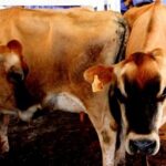 Homem tenta estuprar vaca, leva coice e morre com camisinha no pênis