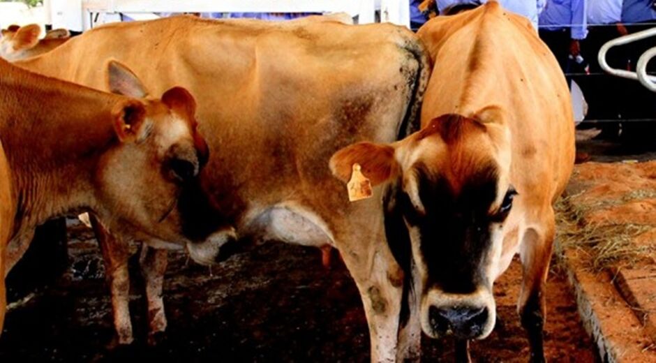 Homem tenta estuprar vaca, leva coice e morre com camisinha no pênis