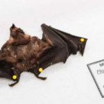Campo Grande registra segundo caso de morcego com raiva em 2025