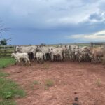 Polícia Civil apreende 25 cabeças de gado em arrendamento de autor de abigeato