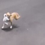 Polícia Civil autua em flagrante jovem dono de pitbull por maus-tratos a animais