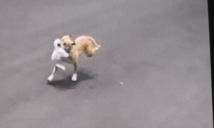 Polícia Civil autua em flagrante jovem dono de pitbull por maus-tratos a animais