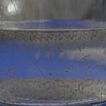 Chuvas constantes aumentam chances de chikingunya em MS