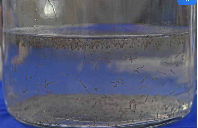 Chuvas constantes aumentam chances de chikingunya em MS