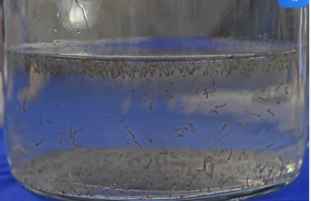 Chuvas constantes aumentam chances de chikingunya em MS