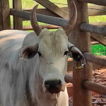 Pesquisadores desenvolvem monitoramento de temperatura de bovino em MS