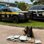 Polícias Civil e Rodoviária Federal prende casal transportando drogas em ônibus clandestino