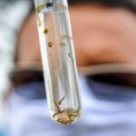 Anastácio confirma duas mortes por chikungunya