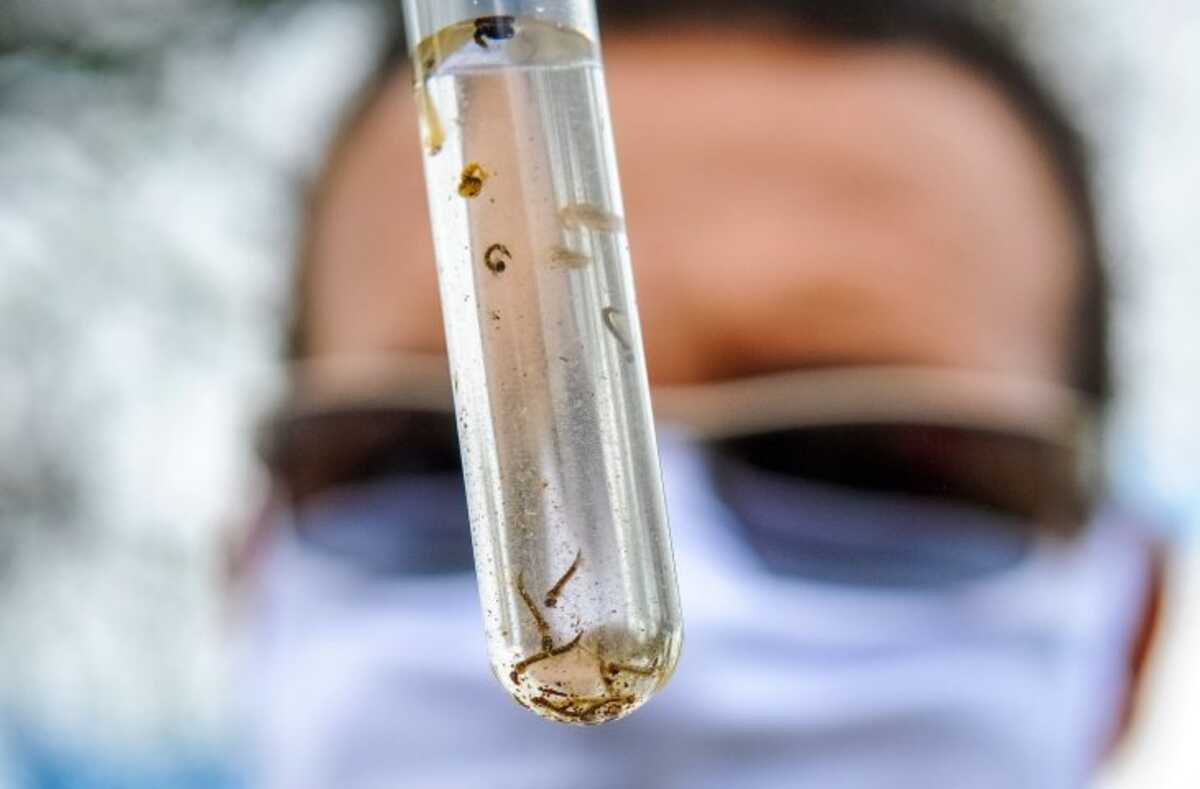 Anastácio confirma duas mortes por chikungunya