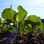 SES abre coletânea para boas práticas de saúde em MS