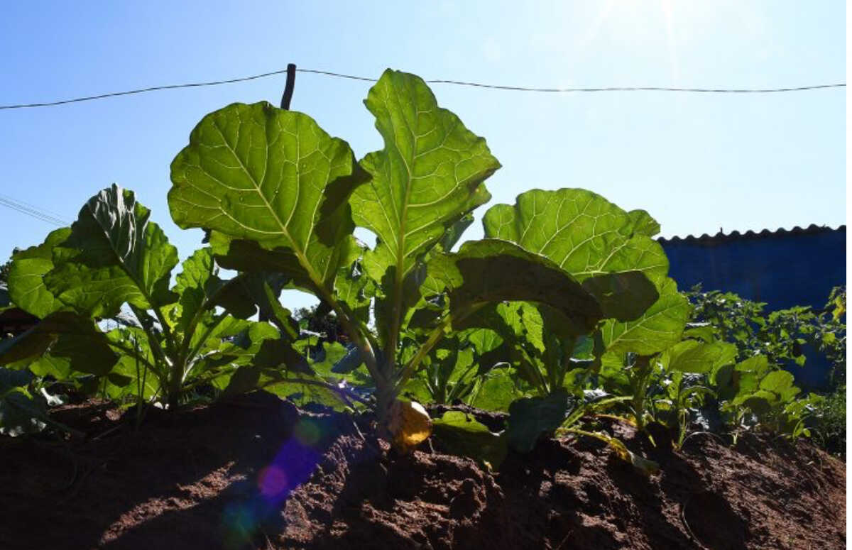 SES abre coletânea para boas práticas de saúde em MS