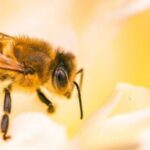 SES alerta para aumento de ataques de abelhas