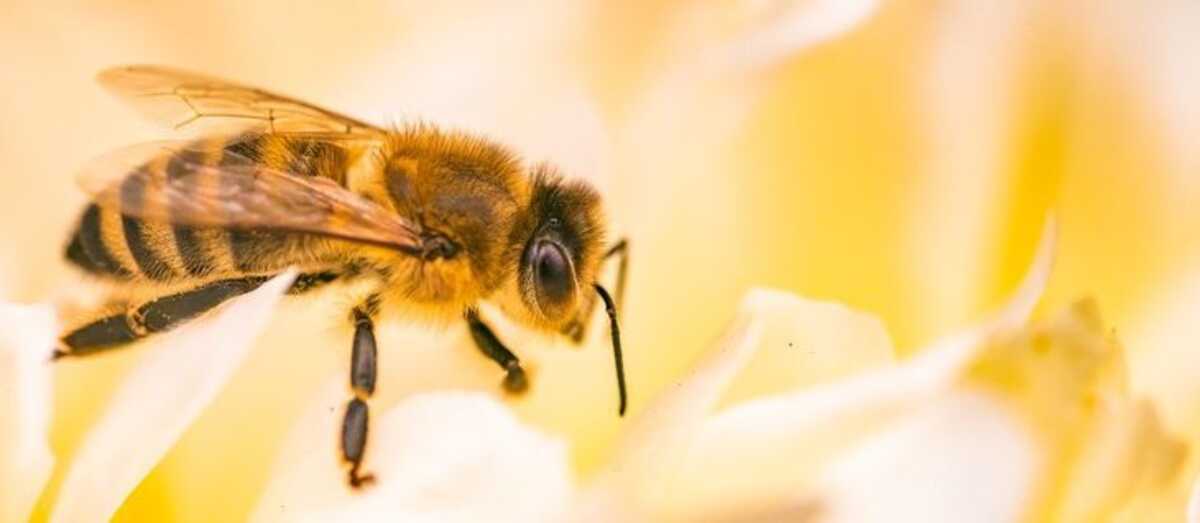 SES alerta para aumento de ataques de abelhas