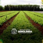 Sidrolândia é referência em agricultura familiar com o apoio do CECAF e da prefeitura