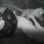 Mulher é atacada por onça no Pantanal? Saiba a verdade por trás de vídeo que circula na internet