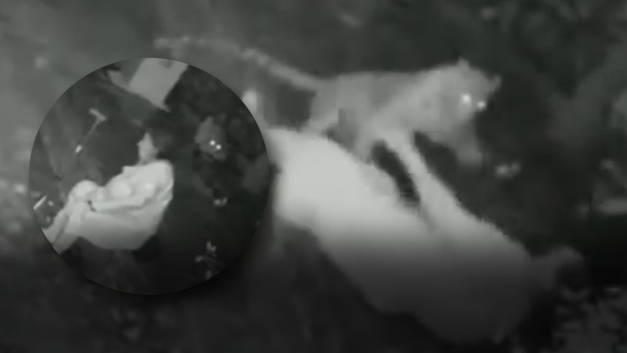 Mulher é atacada por onça no Pantanal? Saiba a verdade por trás de vídeo que circula na internet