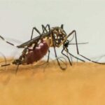 Brasil ultrapassa 1 milhão de casos prováveis de dengue em 2025