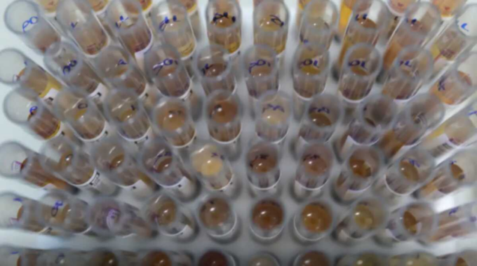 Casos de malária no Brasil caem 26% no primeiro trimestre de 2025