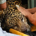 Onça capturada no Pantanal após caseiro ser devorado está com anemia, diz boletim