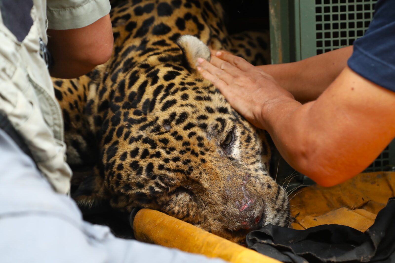 Onça capturada no Pantanal após caseiro ser devorado está com anemia, diz boletim