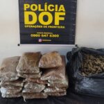 DOF prende mulher com skunk que seria entregue em Campo Grande