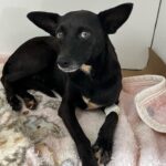 Em Caarapó, Polícia Civil prende em flagrante indivíduo por maus-tratos contra cão