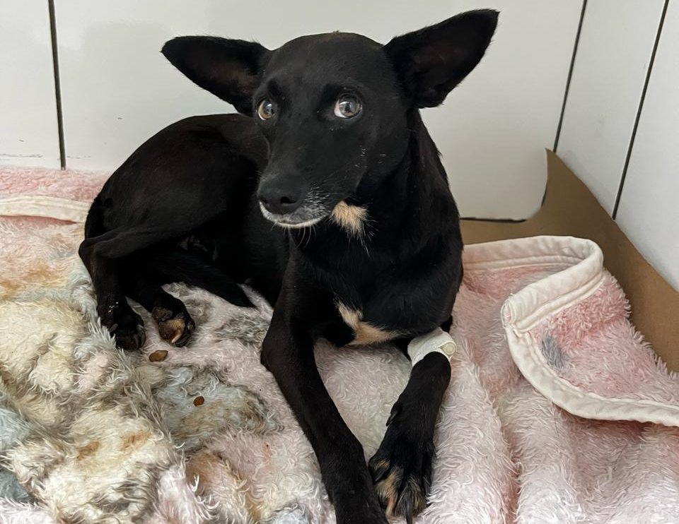 Em Caarapó, Polícia Civil prende em flagrante indivíduo por maus-tratos contra cão