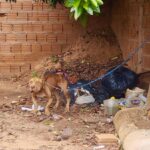 Homem de 26 anos é preso em flagrante em razão de maus tratos contra um pitbull