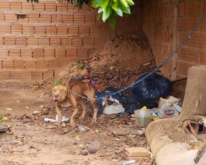 Homem de 26 anos é preso em flagrante em razão de maus tratos contra um pitbull