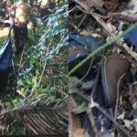 Partes do corpo de caseiro morto por onça vão para análise de DNA