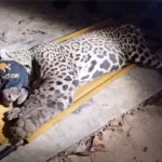 VÍDEO: Onça que matou caseiro no Pantanal é capturada e deve ser trazida para Campo Grande