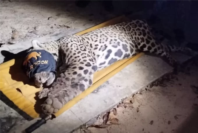 VÍDEO: Onça que matou caseiro no Pantanal é capturada e deve ser trazida para Campo Grande