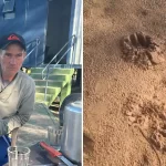 Morte de caseiro por ataque de onça pode configurar acidente de trabalho e gerar pensão à família; entenda