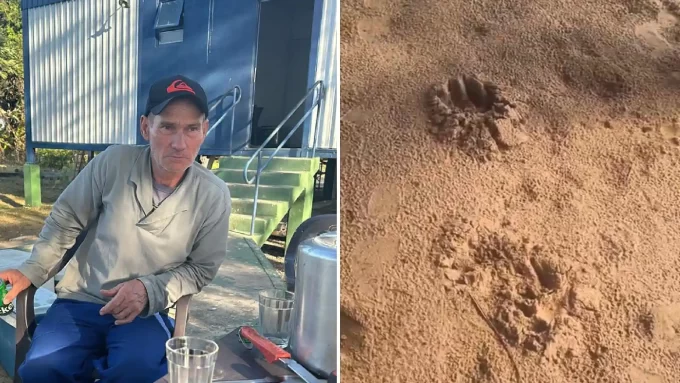 Morte de caseiro por ataque de onça pode configurar acidente de trabalho e gerar pensão à família; entenda