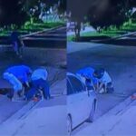 Polícia Civil identifica e indicia autores da morte do pitbull ocorrida em Campo Grande