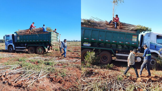 Prefeito Rodrigo Basso fortalece a produção agrícola nas comunidades indígenas, impulsionando segurança alimentar e geração de renda