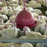 Caso de gripe aviária no Brasil marca nova etapa do vírus