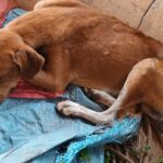 Homem é preso por maus tratos contra animal doméstico em Santa Rita do Pardo