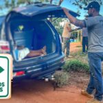 Mulher é presa em Amambai durante Operação Caminhos Seguros por condenação por Estupro de Vulnerável