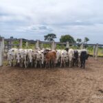 Polícia Civil apreende gado furtado e armas de fogo em fazenda na zona rural de Rio Verde
