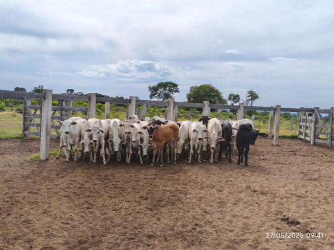 Polícia Civil apreende gado furtado e armas de fogo em fazenda na zona rural de Rio Verde