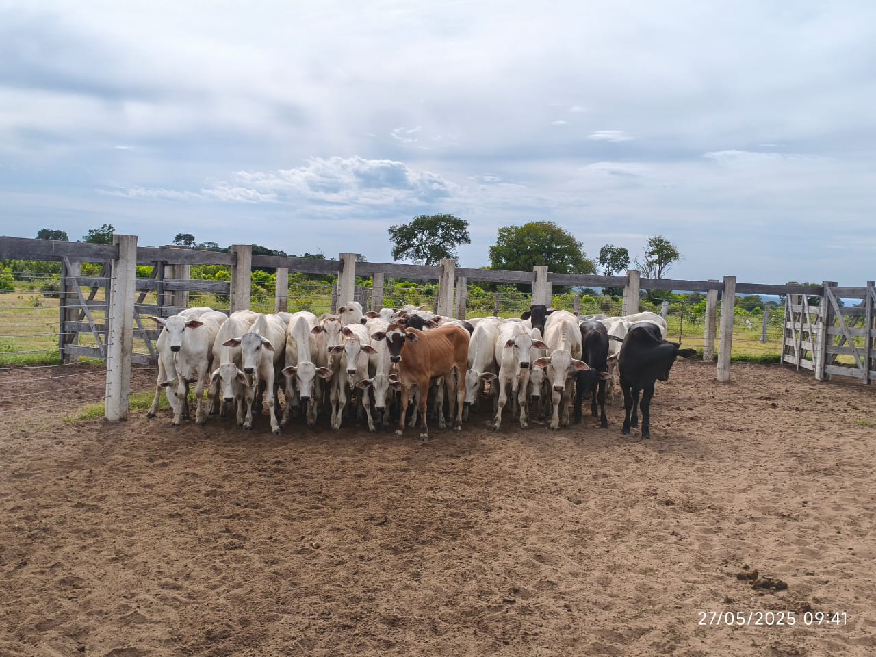 Polícia Civil apreende gado furtado e armas de fogo em fazenda na zona rural de Rio Verde