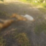 Polícia Civil prende responsável por armadilha eletrificada que matou três cães em assentamento em Ladário